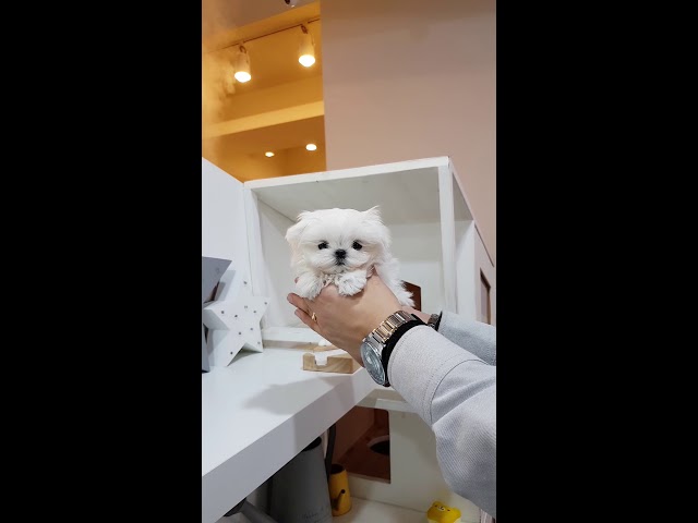 Big eyes maltese in the world beautiful maltese - Teacup puppies KimsKennelUS