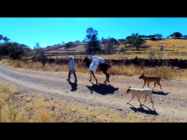 Burro en realidad virtual | VR Experience #24