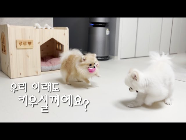 강아지 입양 전 꼭 봐야할 영상_루집사의 하루(with.피토니아 가구)/Videos you must watch before adopting a puppy