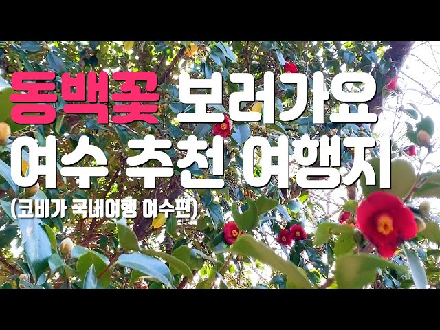 여수여행 추천 여행지 동백꽃 핀 오동도로 [국내여행]