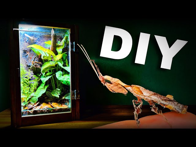 DIY Ghost praying mantis vivarium