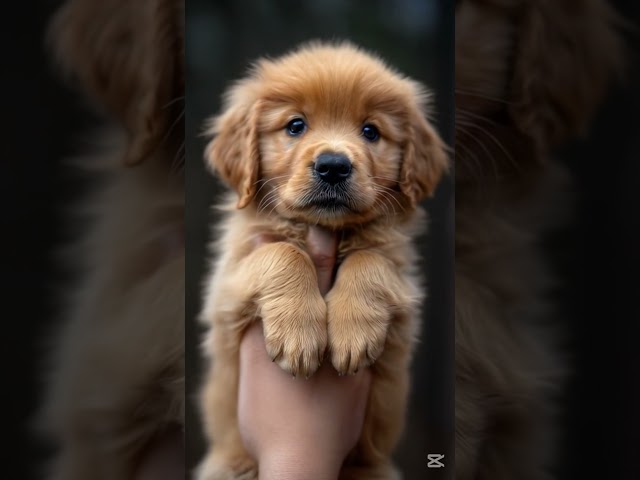 Cute Smallest Golden Retrieve Puppy