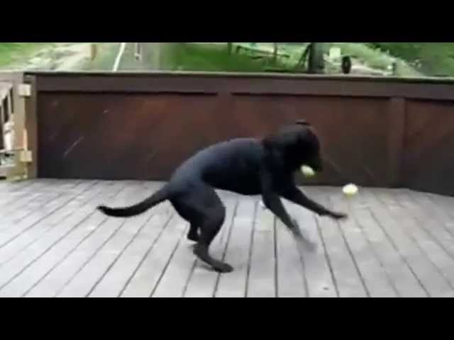 Funny Dogs Compilation #1