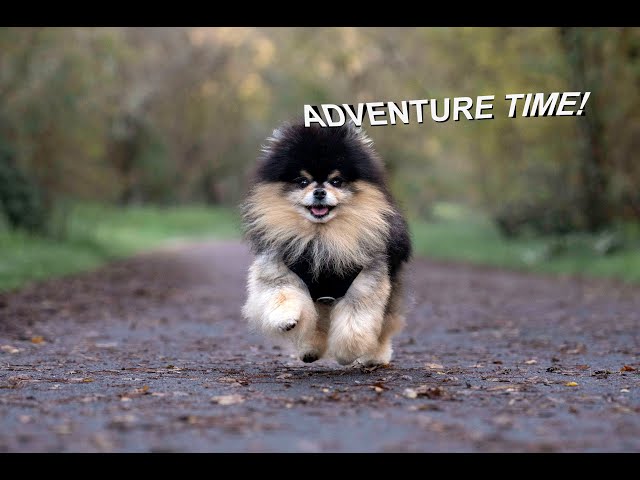 Cute Pomeranian Dog Goes On A Magical Forest Adventure