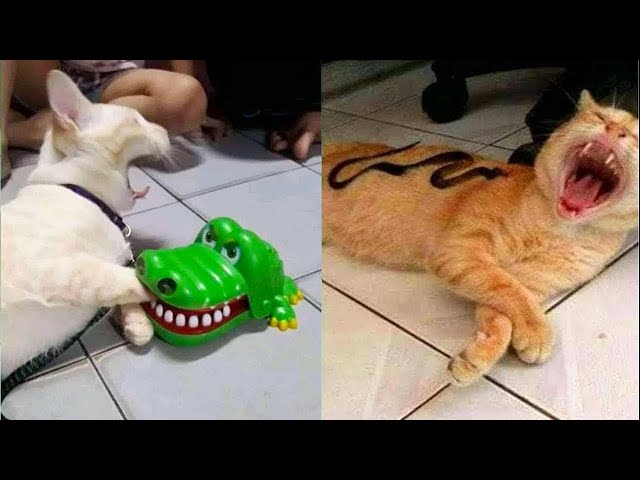 Funny cat videos 🤣 1 HOUR 😻 Try not to laugh