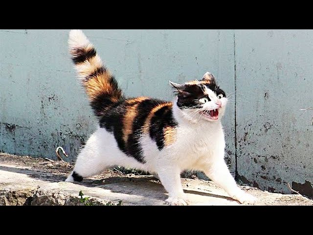 Funniest Cute Animals😍 Funny Cats, New Memes Pet 2023