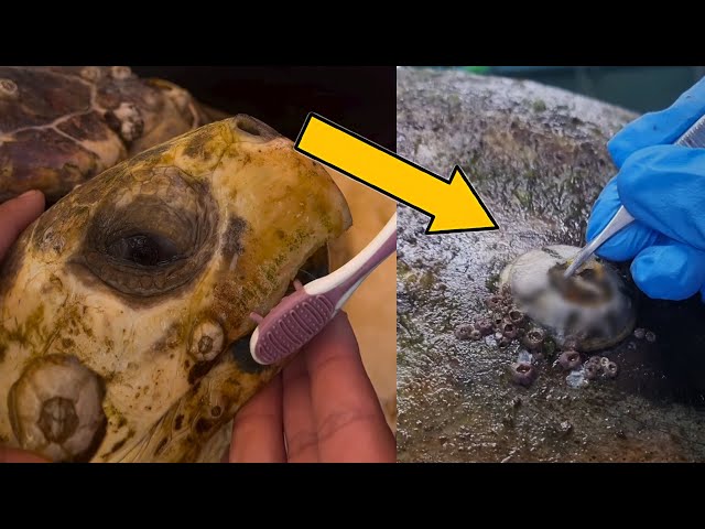 5 Worst Cases of BARNACLES on SEA TURTLES (Part 2) 🐢 Animal Rescue #33