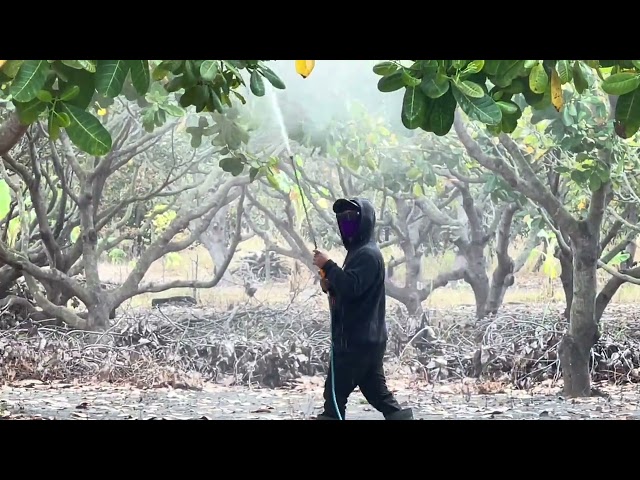 The cashew farm