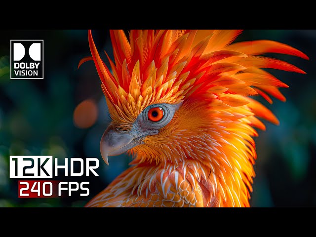 12K HDR 240 FPS | Best Dolby Vision 12K Video ULTRA HD