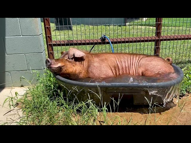 Summertime fun at Cleveland Amory Black Beauty Ranch