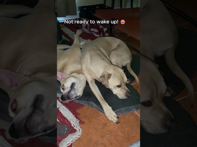 Adorable Twin Dogs Cuddle Up for Nap Time | Mom Wakes Them for the Camera! 🐾💤