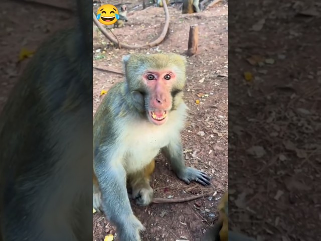 Just Wait Most Funny Monkey 🤣🤪 #shorts #monkey #funny