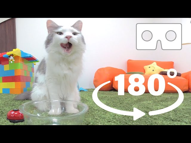 Maine Coon Big Cat Eating Time In VR180 3D!