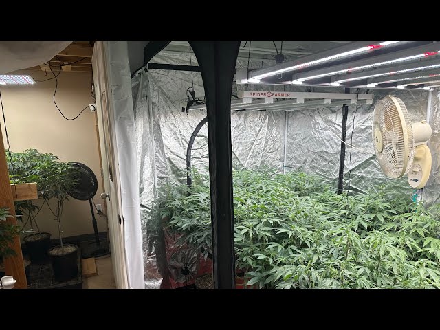 Ladies are boomin !  spider farmer SE 7000 & SE 5000 Cadillac rainbow grow