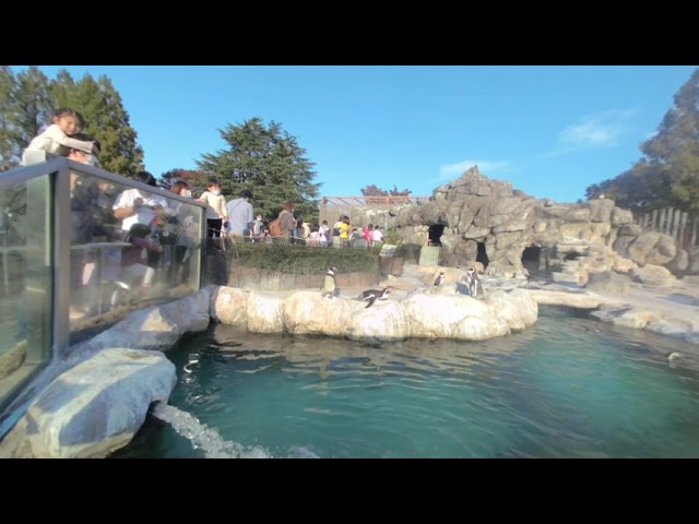 【東武動物公園】【VR180】ぺんぎんさん