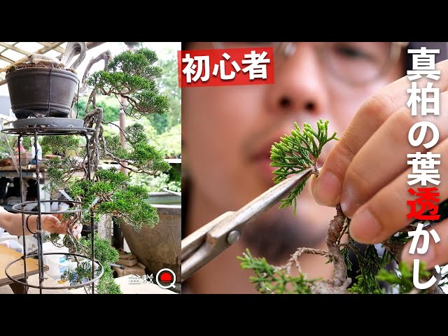 [Beginner] How to watermark juniper leaves. Understand the importance [Bonsai Q]