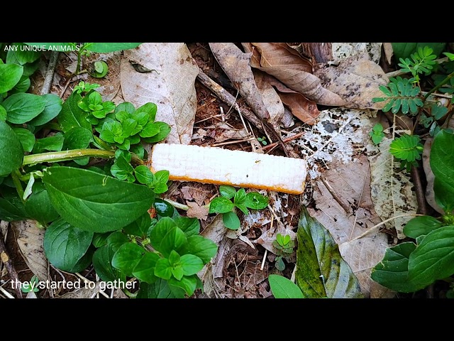 It doesn't take long to summon ants in the tropical forest with wafers