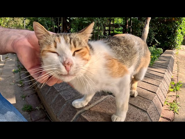 Stray Cat Meows So Pathetically