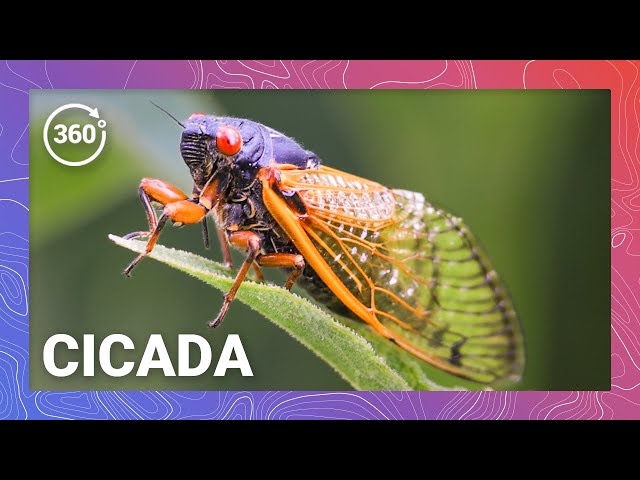 Cicada Swarm: A Once in a Lifetime Experience in 360 VR