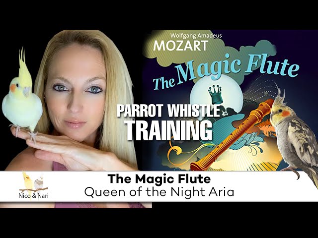 The Magic Flute - Aria Queen of the Night ~ Parrot Whistle Training