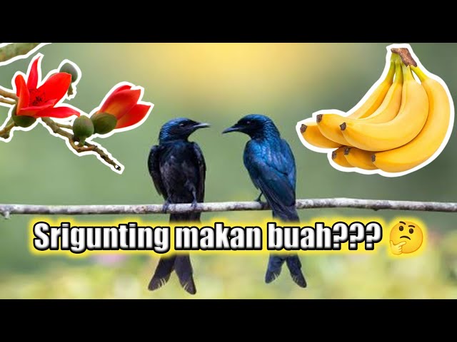 INILAH BUKTI BAHWA BURUNG SRIGUNTING JUGA MEMAKAN BUAH DAN MENGHISAP NEKTAR BUNGA