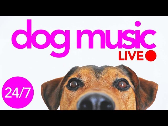 Dog Music LIVE - Soothing Sleep Sounds for Dogs - Gentle Relaxation Songs