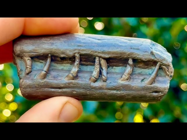 We Found Fossil Crocodile Jaws, Cracked Open Ancient Fossils and More!