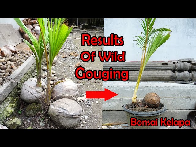 How To Break Coconut Palm Dongkel