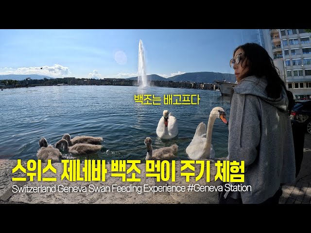 Swiss Geneva Swan Feeding Experience #Geneva Station #Switzerland #Lake Leman #Jeteau Fountain