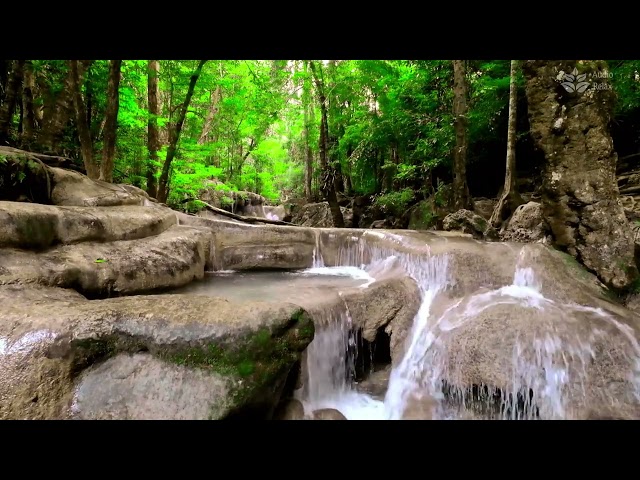 Calming Jungle Waterfall Sounds for a Restful Sleep | 10-Hour Relaxation Video