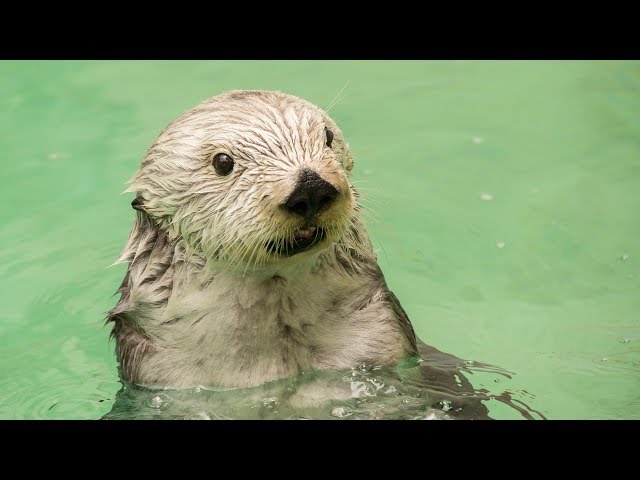 Eddie the sea otter