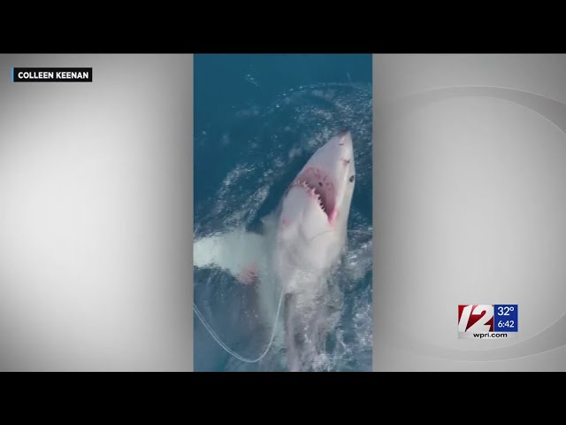 12-year-old Massachusetts boy reels in great white shark