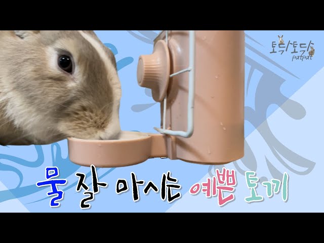 [dazing for bunnies] cute bunnies drinking water