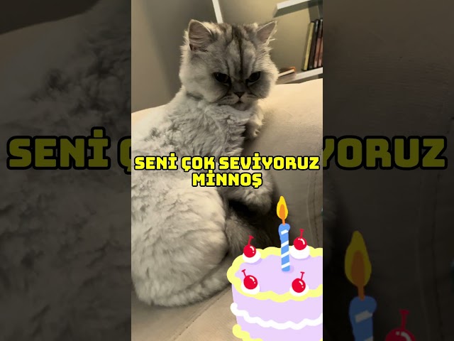 MİNNOŞ KEDİMİN YENİ YAŞ DOĞUM GÜNÜ ŞARKISI