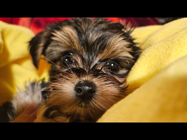 Cute Yorkie Puppy Sleepy 😴 🐶 #pets #animals #youtube