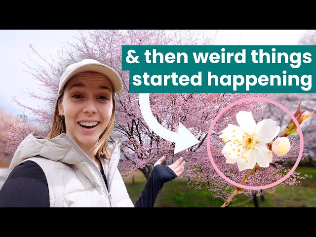 Japan sent this Sakura Tree to Space... and then Weird things started happening