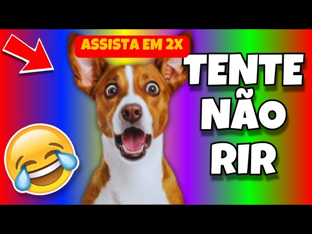 | ASSISTA EM 2x | Tente Não Rir | VIDEOS ENGRAÇADOS DE ANIMAIS PETS GATOS E CACHORROS MEMES 🔴