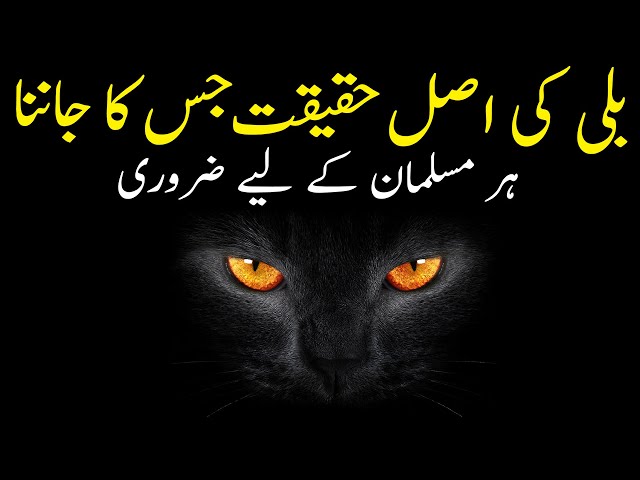 5 Facts about Cats in Islam | Billi Palna in Islam | Islami Baat