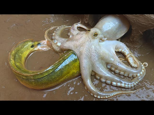 Stop Motion ASMR - Underground Big Octopus Eat Catfish Trap Primitive Experiment Cooking | Cuckoo