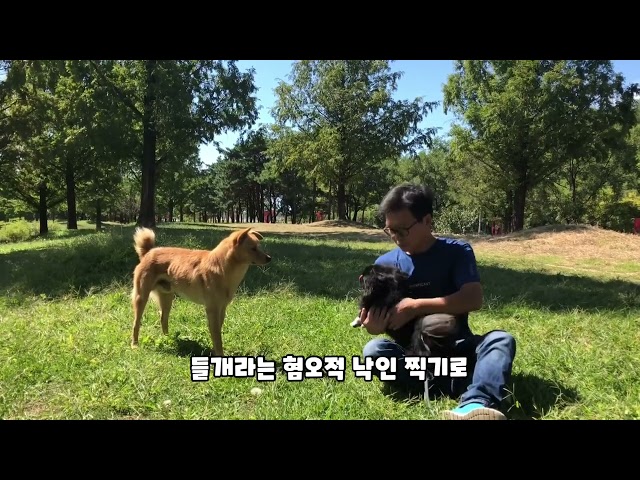 이 개는 마취총으로 사살 당했다.