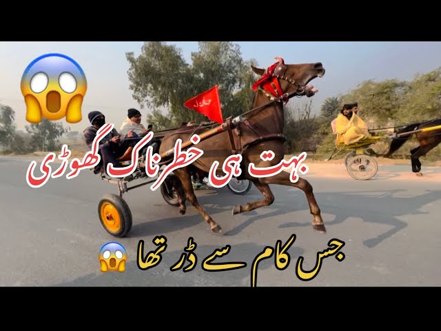 Fastest race horse ||horse racing ||Tanga Race