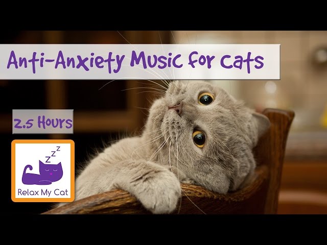 Anti-Anxiety Music for Cats and Kittens! Soothe your Cat with our Relaxation Music! 🐱 #ANXIETY05