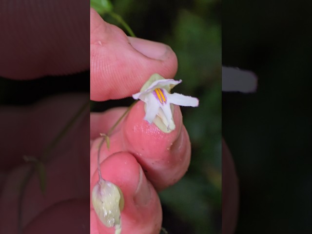 It's So Wet, These Aquatic Carnivorous Plants Can Grow Directly on Trees