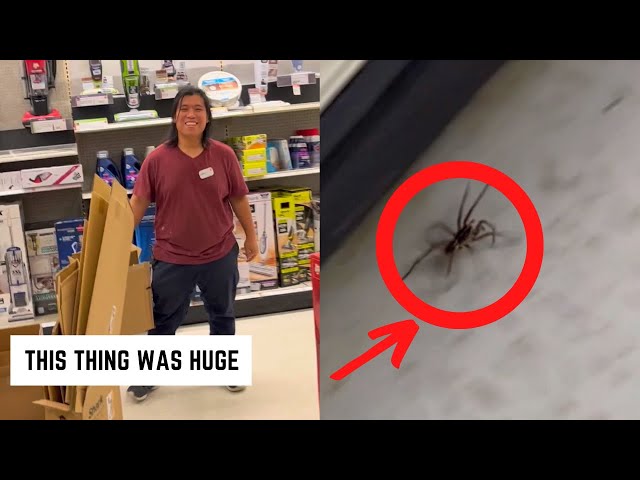 Playing With A Spider At Work (Target Work Vlog)