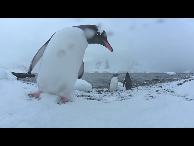 Penguin kissing camera (360 degrees)