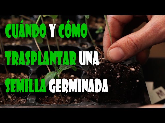 ¿CUÁNDO y CÓMO debo TRASPLANTAR la semilla de MARIHUANA GERMINADA? - TOP CULTIVO 105