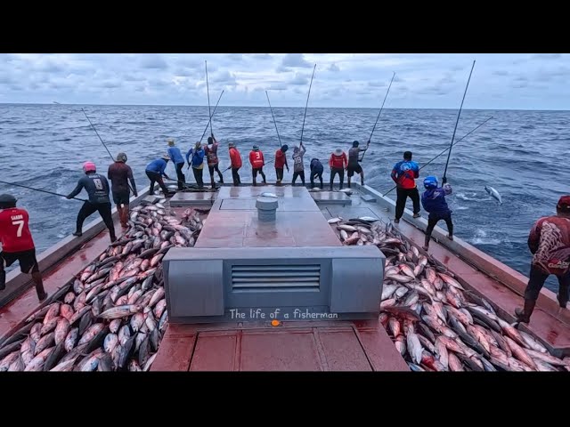 Explosive Skipjack Tuna Hookups – Pole and Line Edition🎣