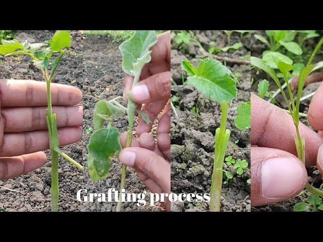 Grafting process #grafting #gardening #agriculture #farming #viral #homegarden #shortsfeed #trend