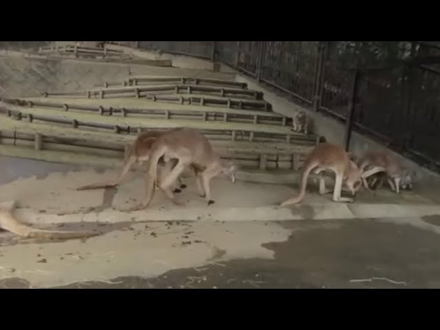 【多摩動物公園】【VR180】かんがるーさん