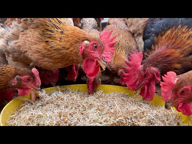 How to grow sprouted rice as chicken feed at home - Chicken Farm - Poultry farming